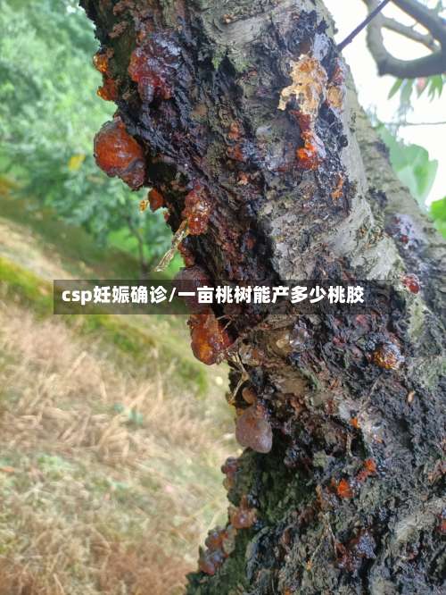 csp妊娠确诊/一亩桃树能产多少桃胶